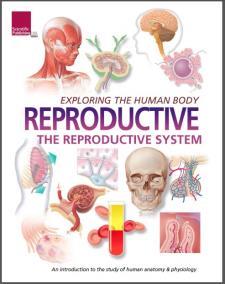 Exploring the Human Body: The Reproductive System